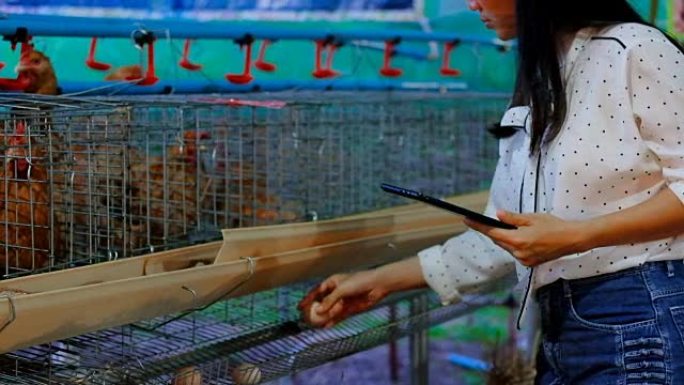 亚洲女农场主用数字平板电脑在养鸡场、智能农业和技术概念