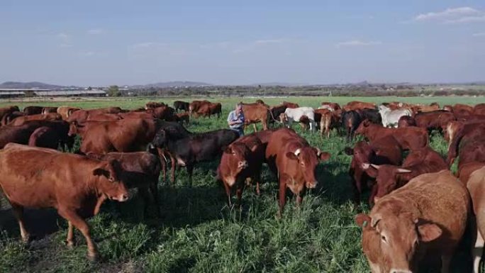 老年农民用平板电脑检查自由放养的牛