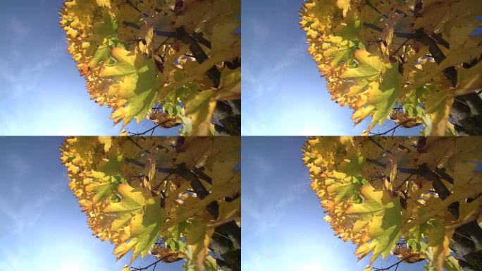 慢动作: 秋天的枫树，特写镜头