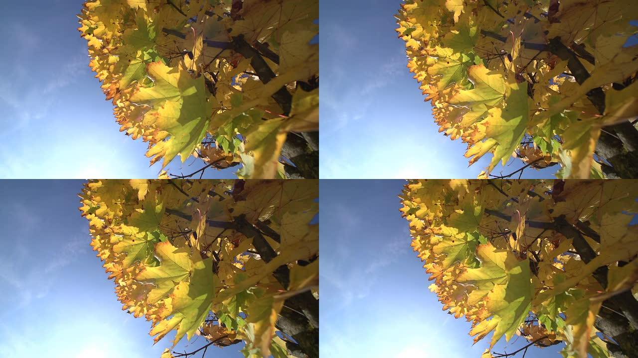 慢动作: 秋天的枫树，特写镜头
