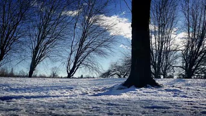 在雪地里路过光秃秃的树木