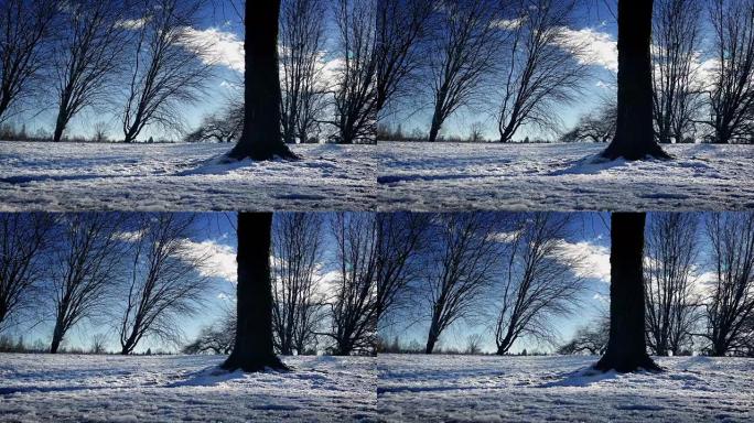 在雪地里路过光秃秃的树木