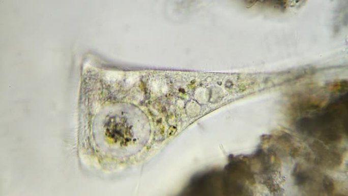 微生物-支架微生物单细胞生物