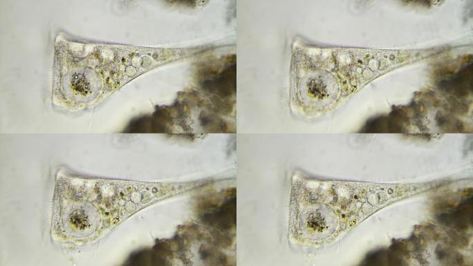 微生物-支架微生物单细胞生物