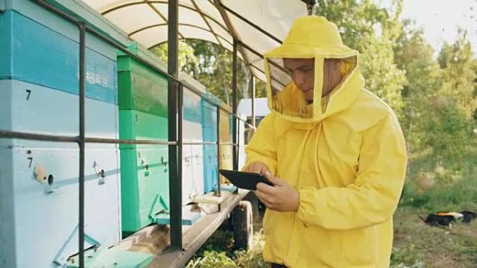 养蜂人用平板电脑检查木制蜂箱，然后在养蜂场收获蜂蜜
