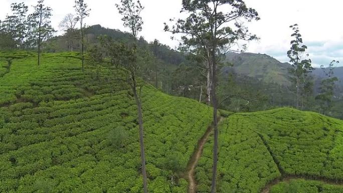 天线: 绿茶种植