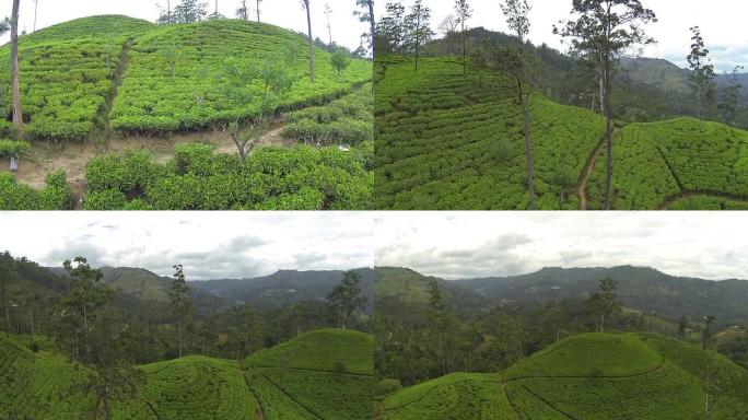 天线: 绿茶种植