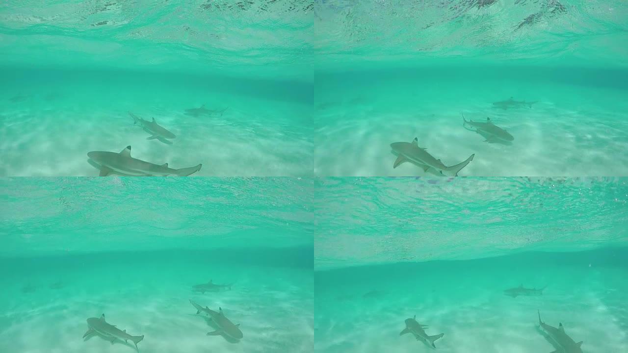 水下慢动作: 黑鳍鲨在浅泻湖中游泳