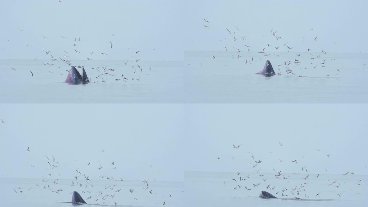 鲸鱼：高清慢动作海鸟