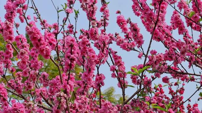 春天春季唯美花朵花卉赏花