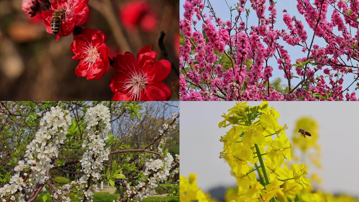 春天春季唯美花朵花卉赏花