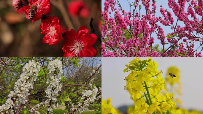 春天春季唯美花朵花卉赏花