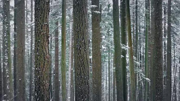 冬天的树木积雪
