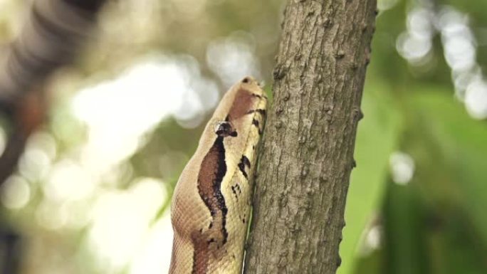 慢动作: 蛇爬上树