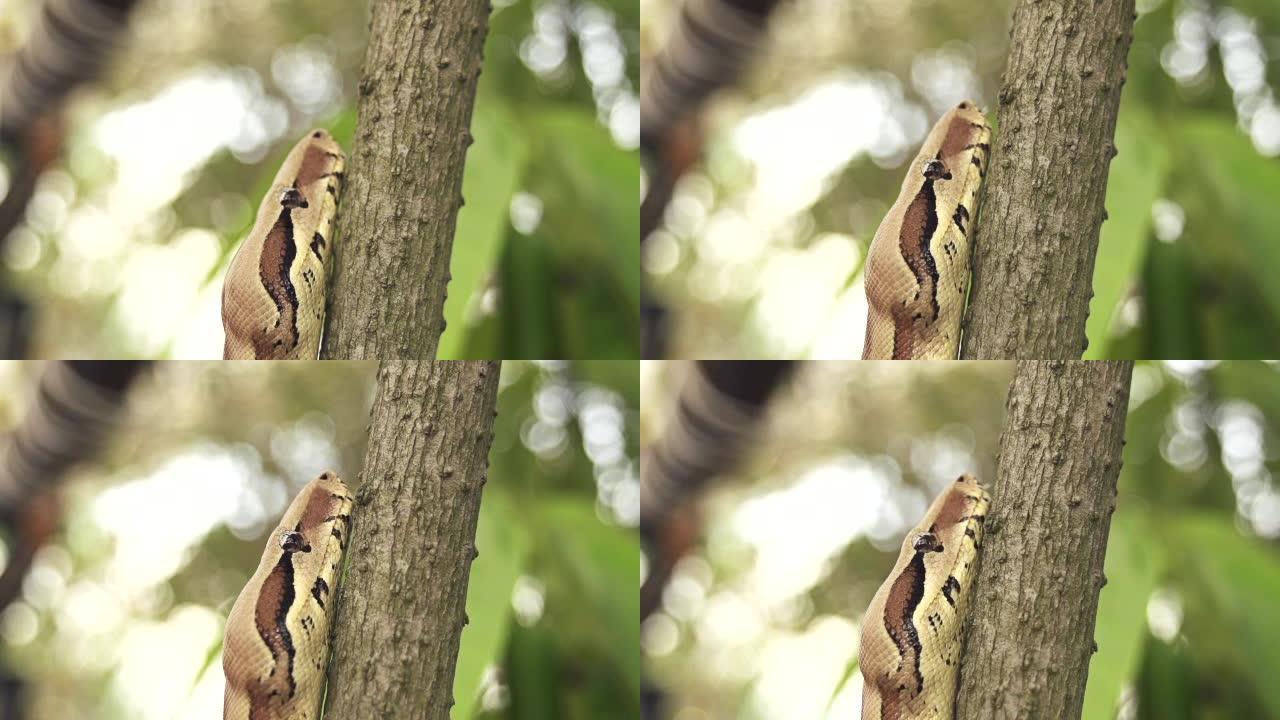 慢动作: 蛇爬上树