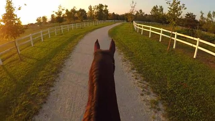 FPV: 在神奇的阳光明媚的早晨骑马骑强壮的棕色母马