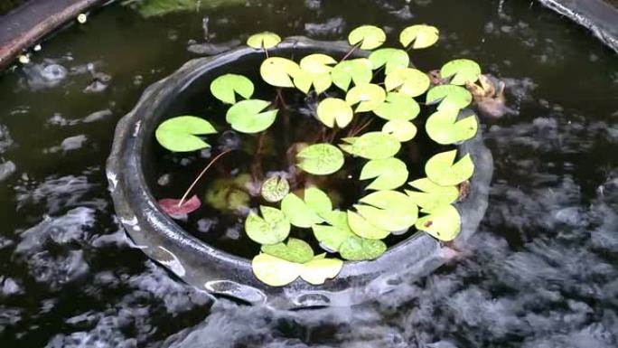 雨水入莲池雨水入莲池下雨莲花睡莲