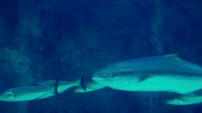 在水族馆的鱼缸里游泳的鱼