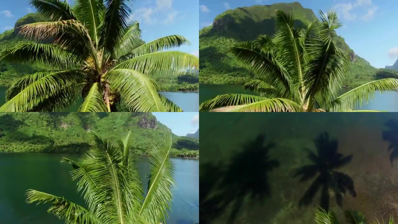 4k空中特写: 飞越茂密的棕榈树，在异国情调的阳光明媚的火山岛上，在海洋上空的夏日微风中摇摆