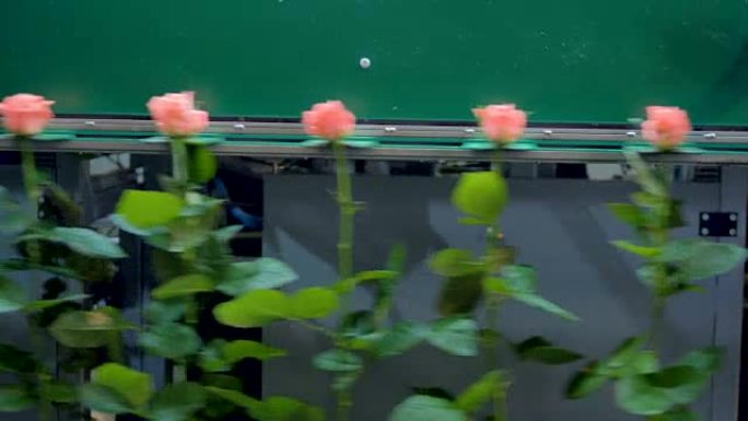 长茎粉红玫瑰在分级机上向两个方向移动。