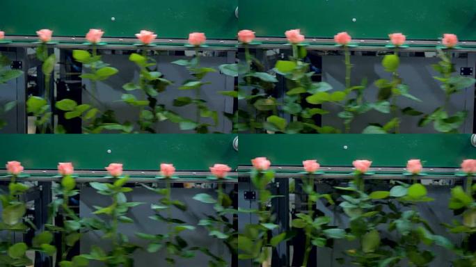 长茎粉红玫瑰在分级机上向两个方向移动。