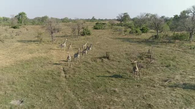 站在博茨瓦纳奥卡万戈三角洲的一小群长颈鹿的鸟瞰图