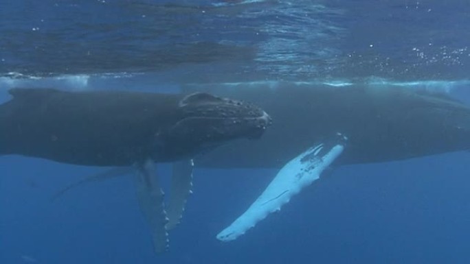 座头鲸生物多样性上浮到海面栖息环境