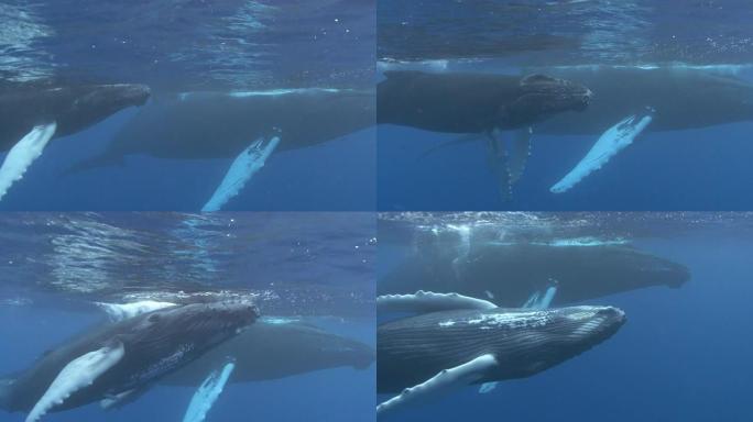 座头鲸生物多样性上浮到海面栖息环境