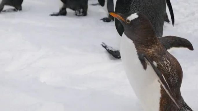 走雪小企鹅