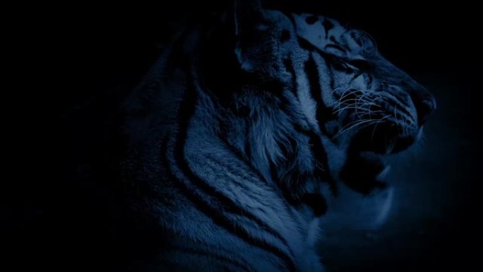 老虎在夜晚的丛林中打哈欠和舔嘴唇
