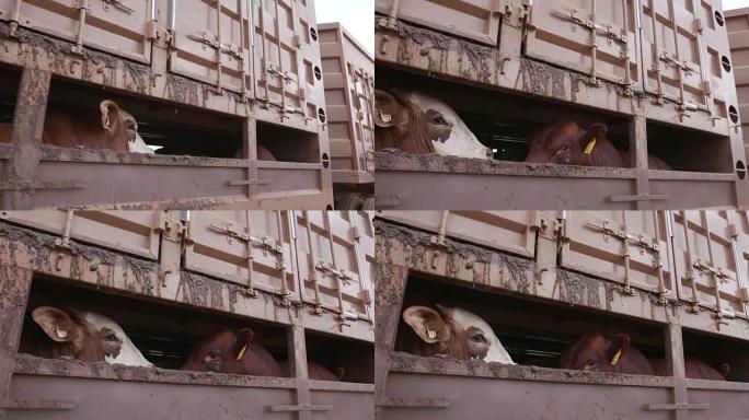 被卡车运送到屠宰场的牛眼中的恐惧表情