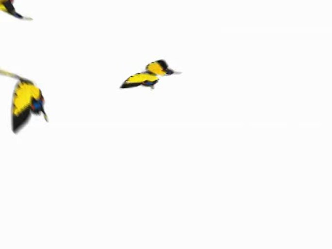 蝴蝶飞舞的动画黄色的蝴蝶