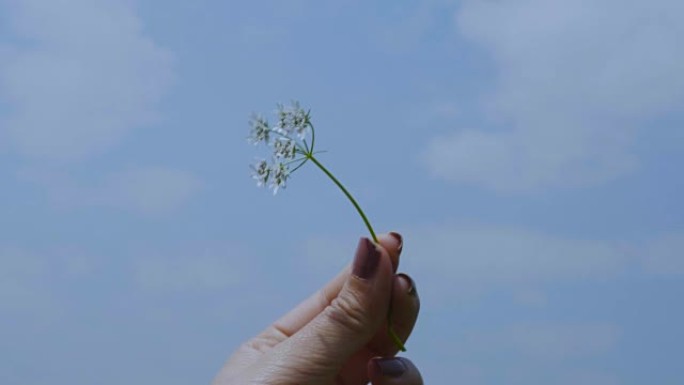 女人手上的白花