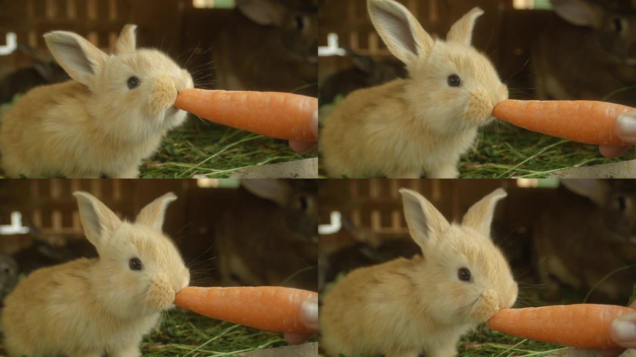 特写: 可爱的蓬松的浅棕色小兔子吃新鲜的大胡萝卜