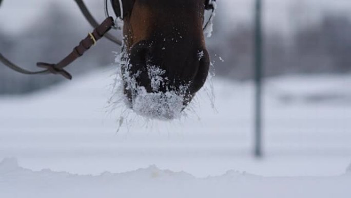 特写: 黑湾马在美丽的白色冬天玩着新鲜的雪