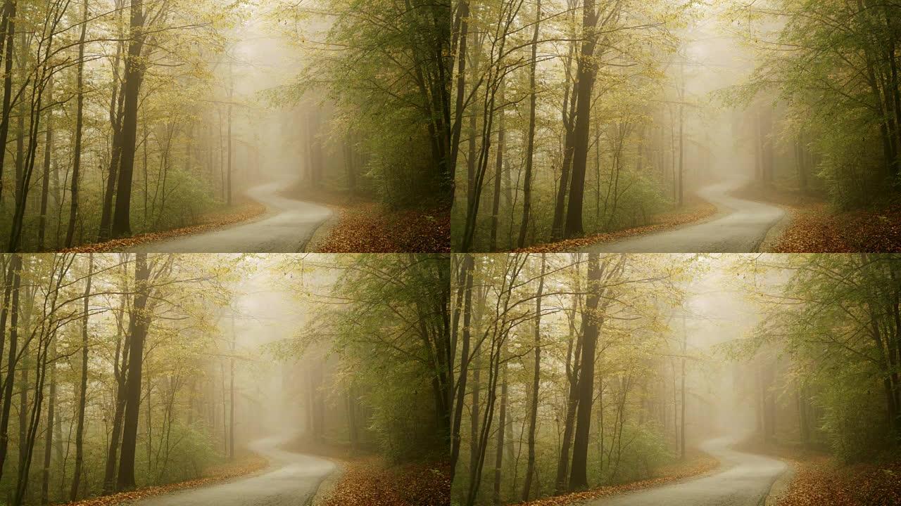 宁静女士，秋天树林中田园诗般的蜿蜒小路