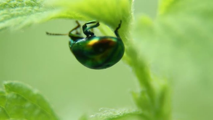 金绿色甲虫七星瓢虫动态甲壳虫甲壳虫