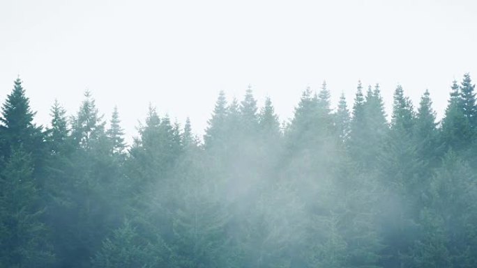 薄雾在一排树木上移动