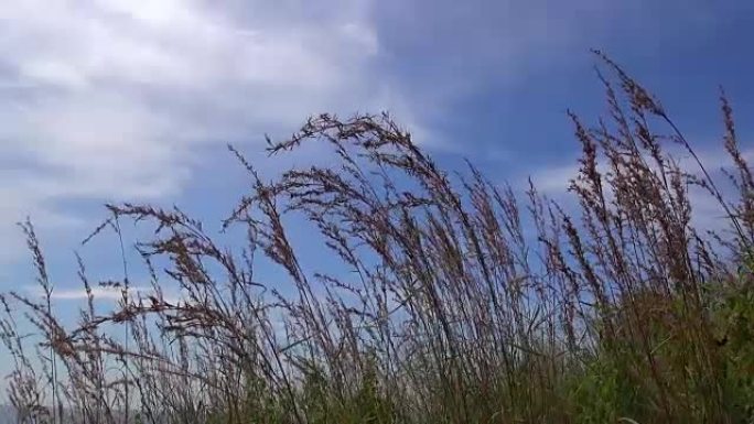 干燥的黄色芦苇草在风中摇曳，在晴朗的蓝天下，散布着几朵云朵。在一个阳光明媚的日子里，直接在海边的海滩