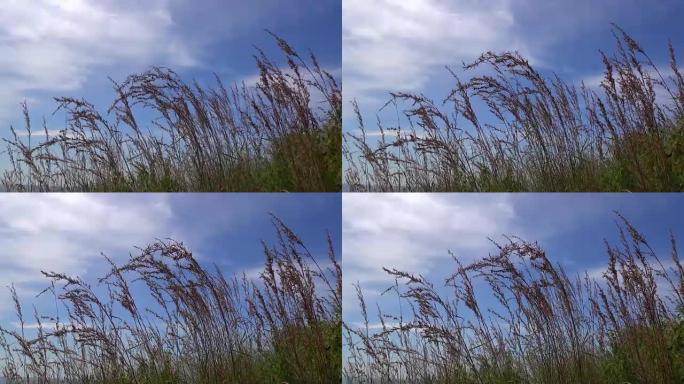 干燥的黄色芦苇草在风中摇曳，在晴朗的蓝天下，散布着几朵云朵。在一个阳光明媚的日子里，直接在海边的海滩