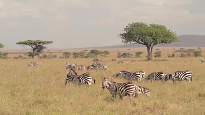 航拍:大斑马家族遍布非洲大草原，在草地上吃草