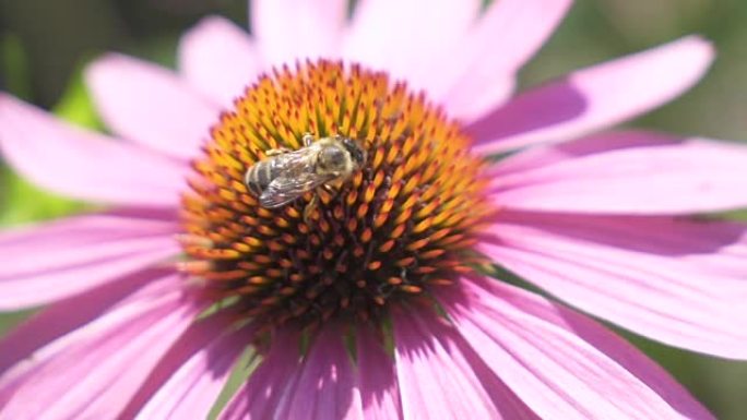 宏观: 装满花粉的觅食蜜蜂从紫色花中收集甜蜜