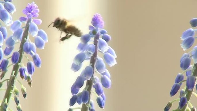 蜜蜂在花丛中觅食蜜蜂在花丛中觅食