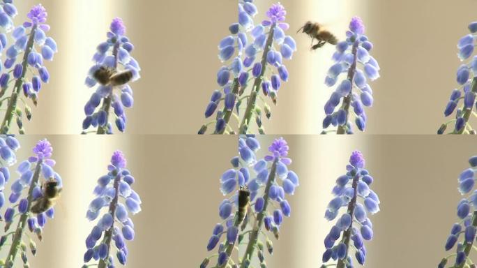 蜜蜂在花丛中觅食蜜蜂在花丛中觅食