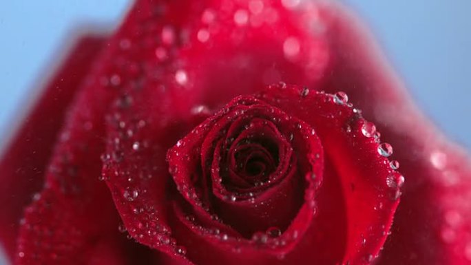 雨滴滴在玫瑰上的特写
