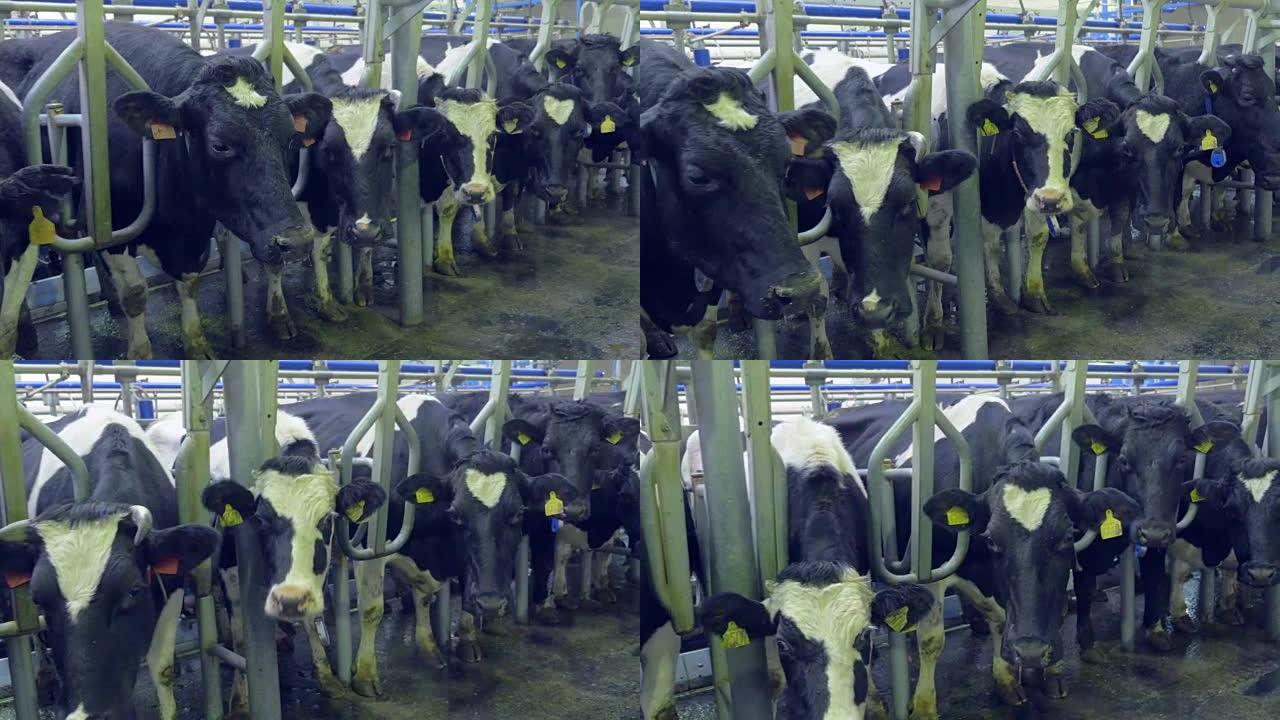 农场里的奶牛。Steadycam镜头