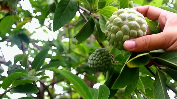 摘奶油冻苹果