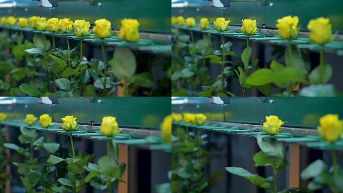自动花卉工厂分级机运输黄玫瑰。