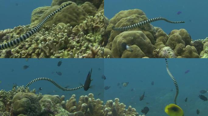 海蛇海洋世界视频素材