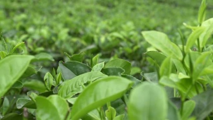 绿茶种植